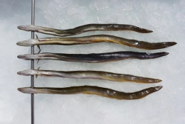 ijsselmeerpaling kopen