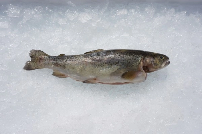 Forel om te roken kopen