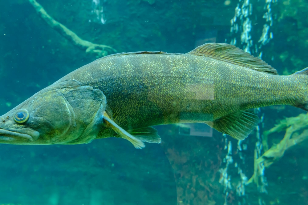Snoekbaarsfilet kopen