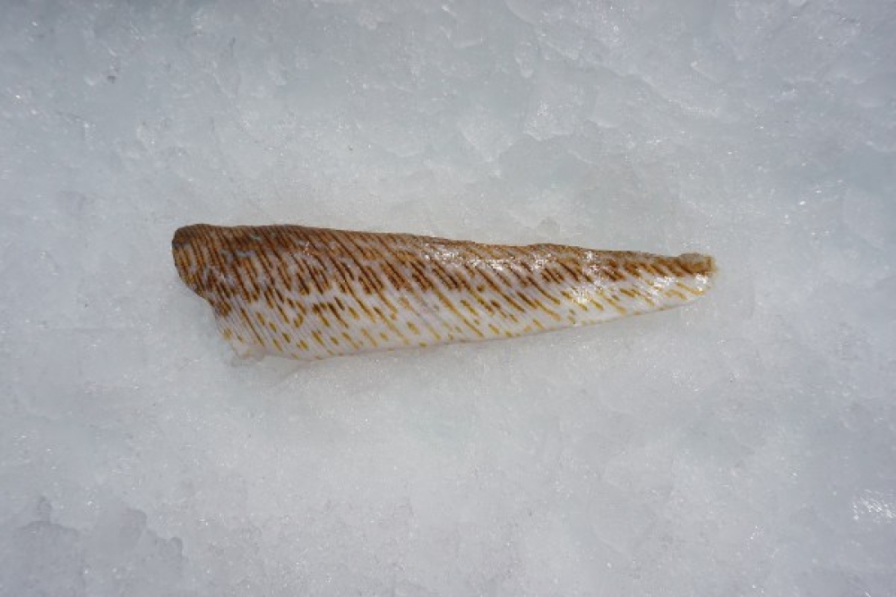 Pietermanfilet kopen